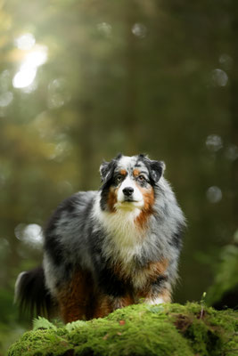 Yuma Oktober 2025, 9,5 Jahre alt
