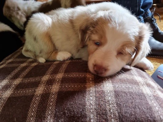 Rüde red merle