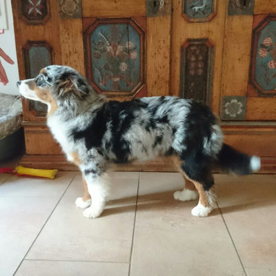 YUMA 5 Monate alt, üben für die Hundeausstellung