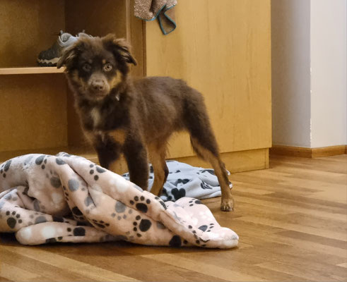 1. Tag in Europa, 5 Monate alt, 7kg, 38cm