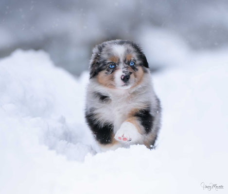 HONEY BEE 7 Wochen alt