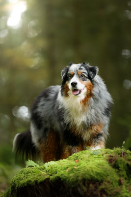 Yuma Oktober 2025, 9,5 Jahre alt