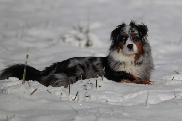 YUMA 2 jährig