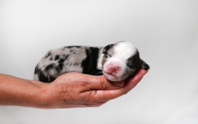 1 Woche alt, Foto von www.lu-na-fotografie.ch