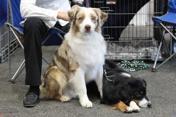 Hundeausstellung Genf 2018