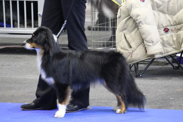 CHANEL an der Dogshow Genf 2018, 10 Monate alt