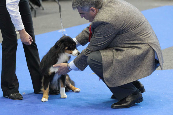 Dogshow Genf 2018