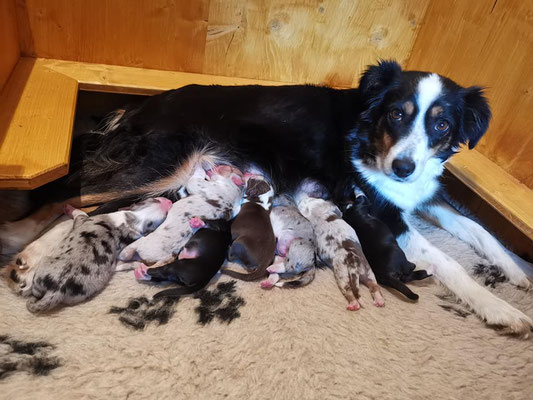 E-Wurf von PAILLETTE und NIKE, 8 Welpen geboren 08.06.2019