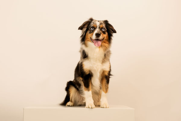 Honey Bee 3,5 jährig