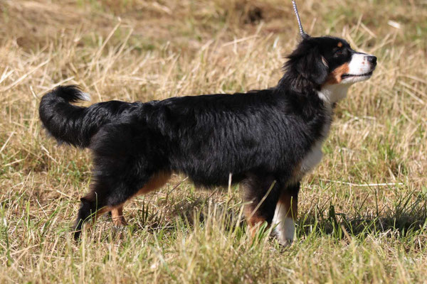 5.5 Mte alt, Hundeausstellung  Aarau Juni 2018