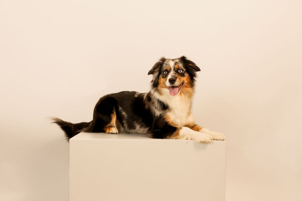 Honey Bee 3,5 jährig