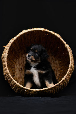 Kody Mojo, 7 Wochen alt, Foto von https://www.lu-na-fotografie.ch/