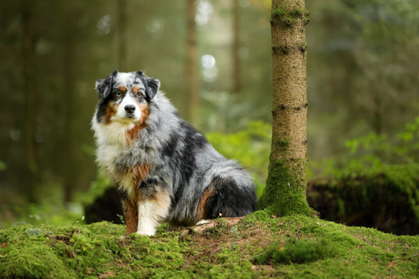 Yuma Oktober 2025, 9,5 Jahre alt