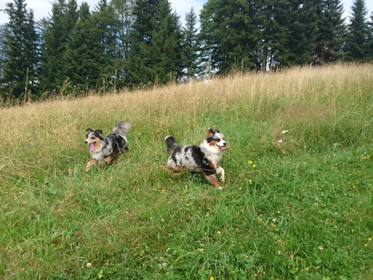 YUMA und EVITA am toben