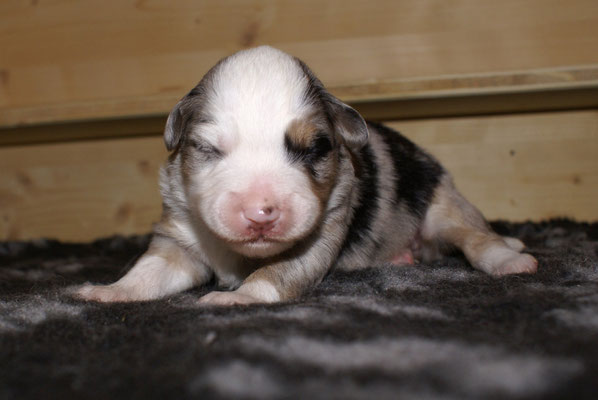 AVERY, Hündin, 10 Tage alt