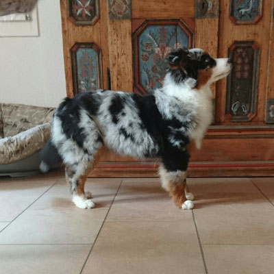 YUMA 5 Monate alt, üben für die Hundeausstellung
