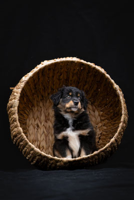 Kiwi 7 Wochen alt, Foto von lu-na-fotografie.ch, Nadja Schafroth