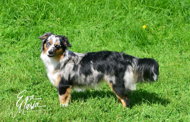 HoneyBee, 8 Monate alt, Swiss Dogshow Aarau2022