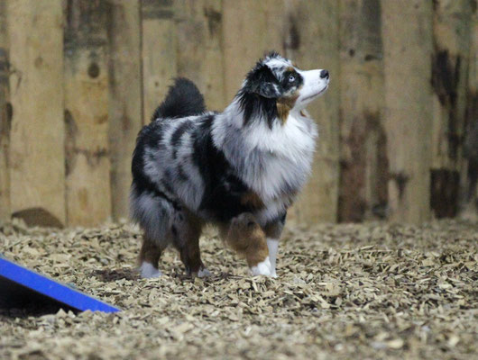YUMA aufmerksam im Agytraining