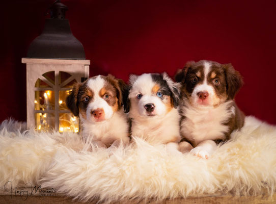 GINGER, GINA, MAPLE, 8 Wochen alt