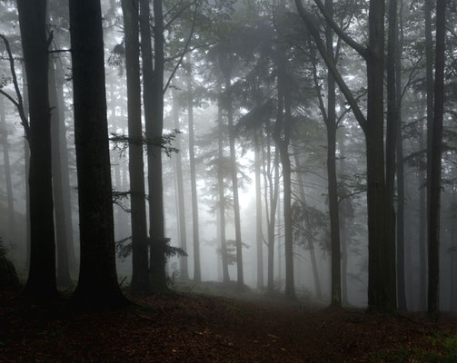 Bayerischer Wald