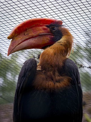 Nord-Feuerhornvogel