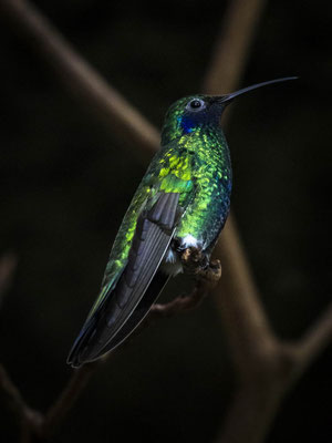  Kolibri