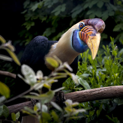 Sulawesi Hornvogel