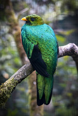 Goldkopf-Quetzal