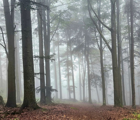 Bayerischer Wald