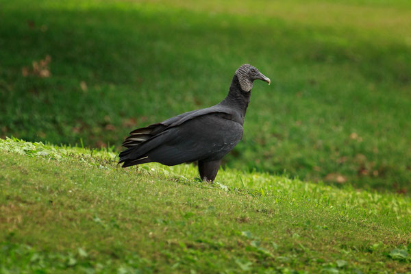Black Vulture / Rabengeier