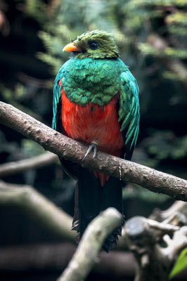 Goldkopf-Quetzal