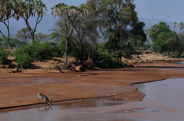 Ewaso Nyiro River Samburu Safari