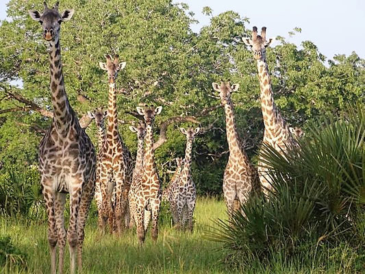 Giraffen Saadani Nationalpark