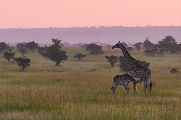 Giraffen Olare Motorogi Kenia Safari