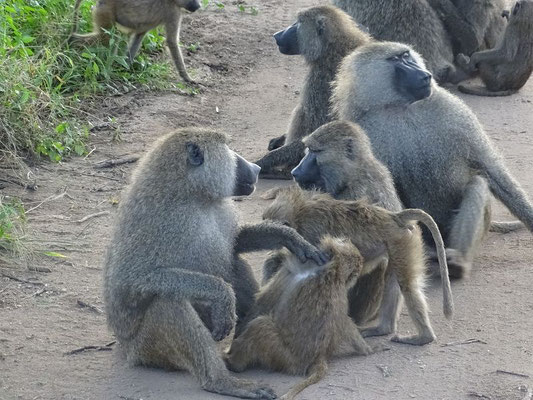Tarangire Nationalpark