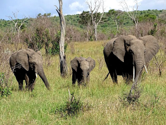 Elefanten auf Masai Mara Safari