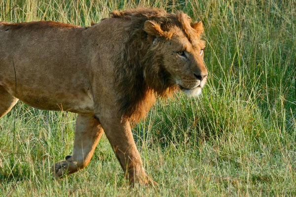 Löwe Olare Motorogi Kenia Safari