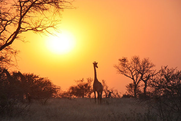 Giraffe in Botswana