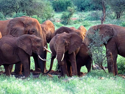 Rote Elefanten im Tsavo West Nationalpark