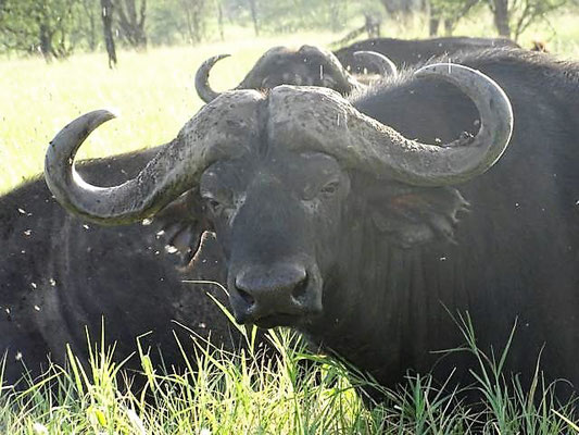Büffel Saadani Nationalpark