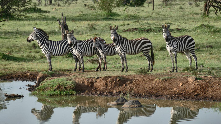 Zebras Ol Kinyei Kenia Safari