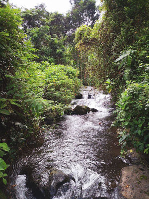 Kilimanjaro Halisi, Tansania Safari
