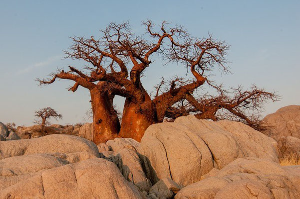 Baobab Botswana Safari