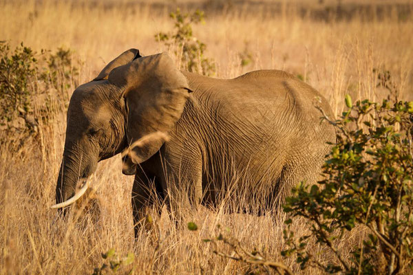 Elefant im Mikumi Nationalpark