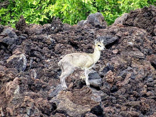 Klipspringer Tsavo West Nationalpark