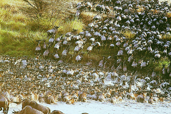 Tiermigration Serengeti