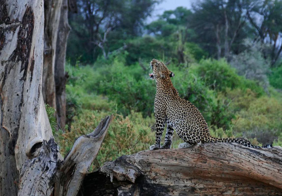 Leopard Samburu Kenia Safari