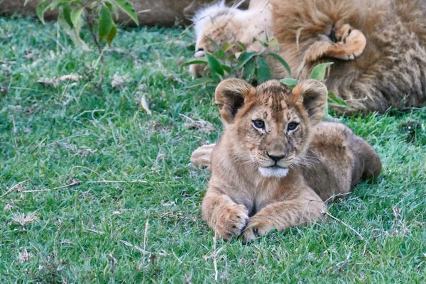 Löwe Ol Kinyei Kenia Safari