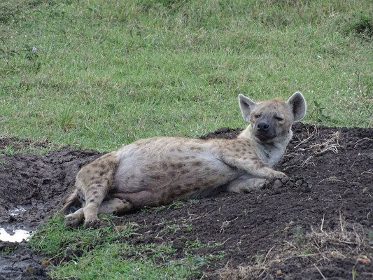 Hyäne Kenia Safari Masai Mara
